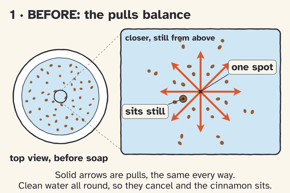 Sketch panel 1, BEFORE: stretched skin. A plate of water with floating cinnamon; the zoom into water molecules shows an inside molecule with balanced pulls and a surface molecule with none above and a net pull inward, so the surface acts like a stretched skin.