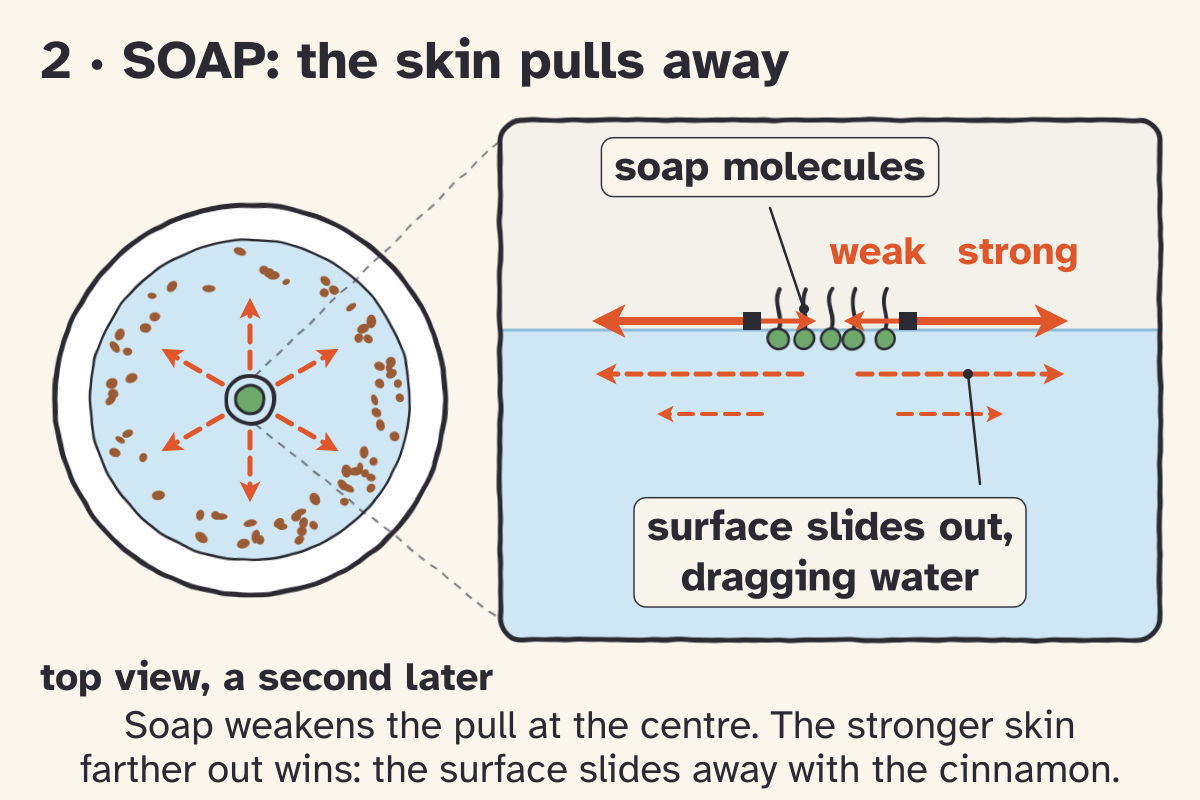 Sketch panel 2, SOAP: the skin pulls away. Top view a second after the soap touch, with cinnamon carried out toward the rim (dashed arrows); the side view through the soap spot shows soap molecules on the surface, a weak pull on the soapy side and a strong pull from clean water, and the surface sliding out, dragging water.