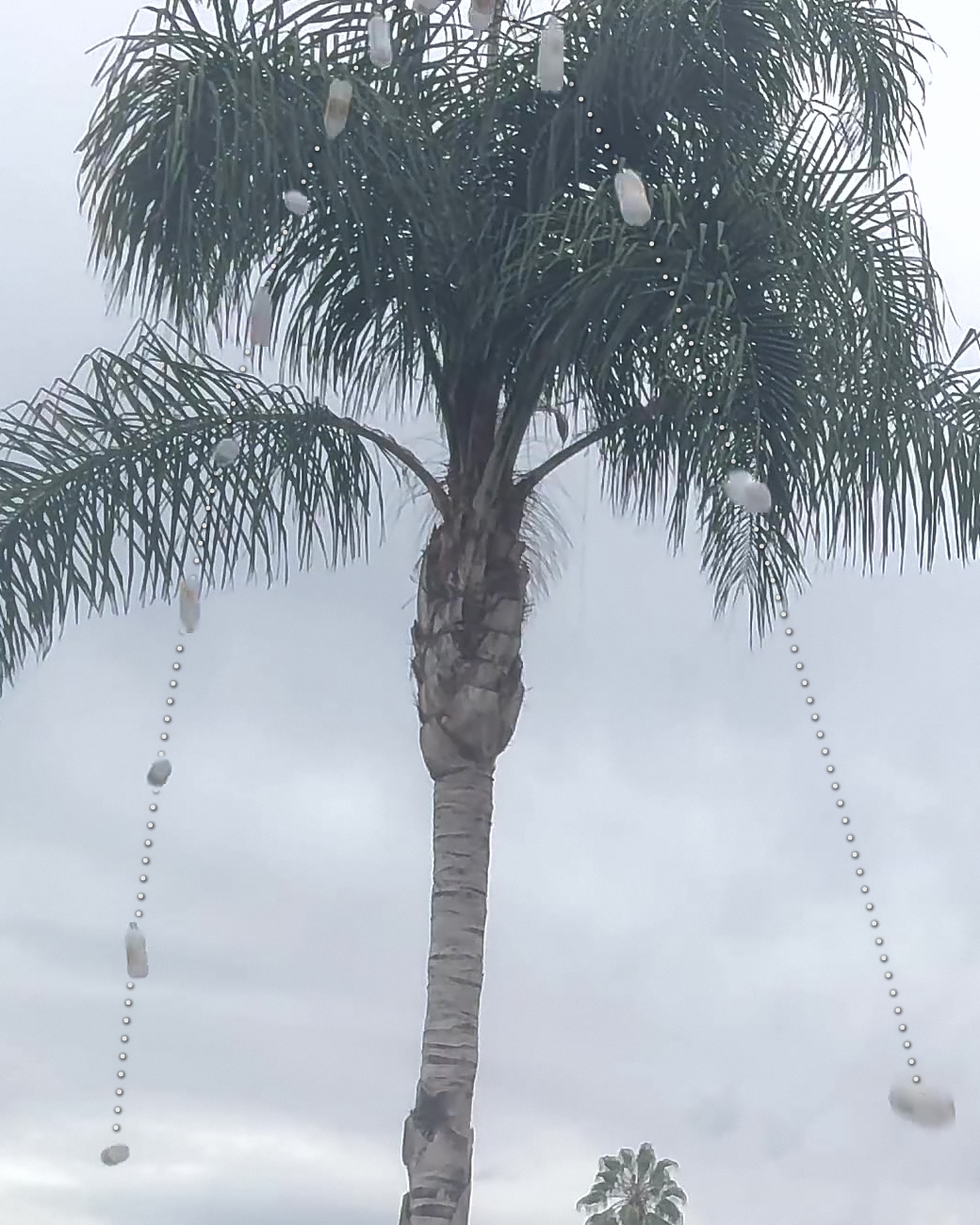 A water-bottle rocket's real flight path: the bottle shown 15 times, 4 frames apart, over about two seconds, with a dotted line tracing its arc past a palm tree.